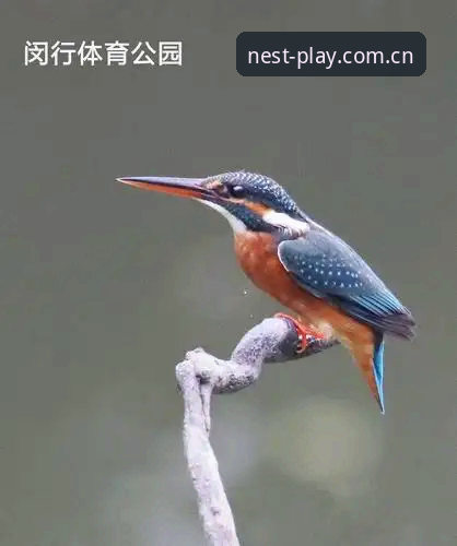 中国区驻地品质坐标下载不了怎么办 小鸟体育官网中国区驻地品质坐标下载失败?本地缓存与服务器选择的避坑指南